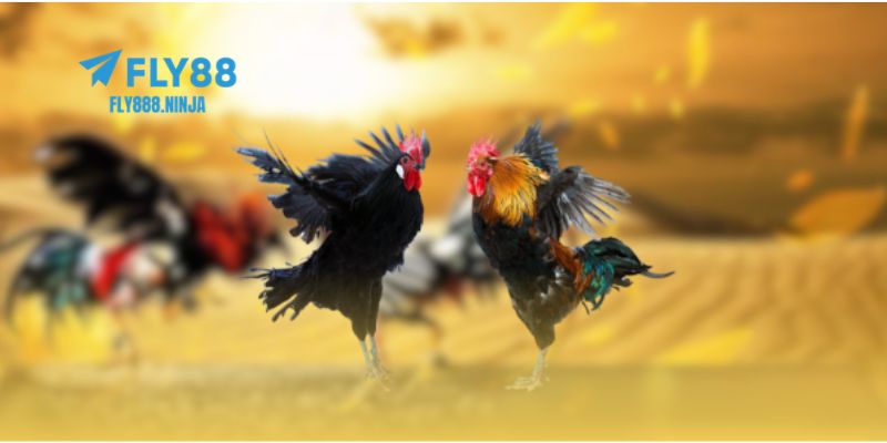 Lưu ý quan trọng bạn cần biết khi chơi đá gà FLY88