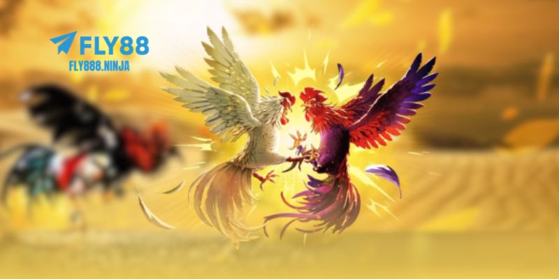 Những hình thức chơi đá gà được nhiều người chơi yêu thích nhất hiện nay