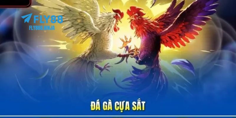 Đá Gà Cựa Sắt – Trải Nghiệm Đẳng Cấp Và An Toàn Tại FLY88 2 Đá gà cựa sắt